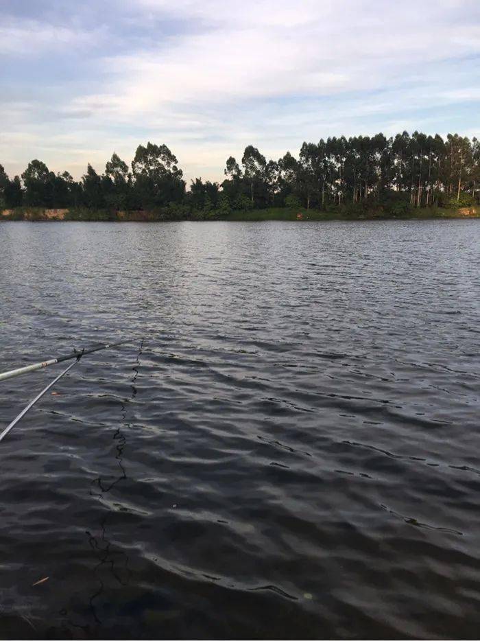 西枝江公園釣魚最新視頻，西枝江公園釣魚實況，最新視頻大放送