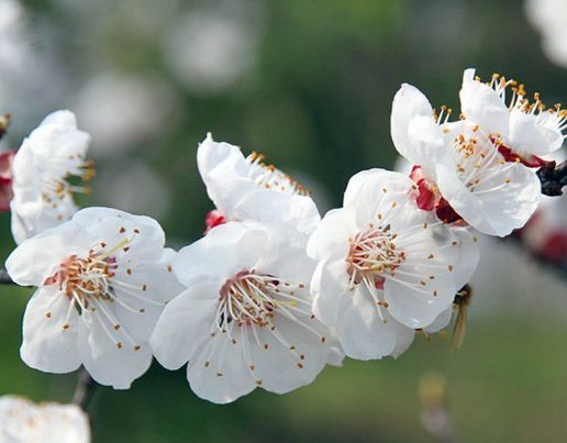 澳門正版梅花詩圖，澳門正版梅花詩圖，古典韻味與現(xiàn)代風(fēng)采的完美結(jié)合