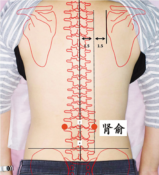 腎虛最新更章，腎虛最新更新章節(jié)概述