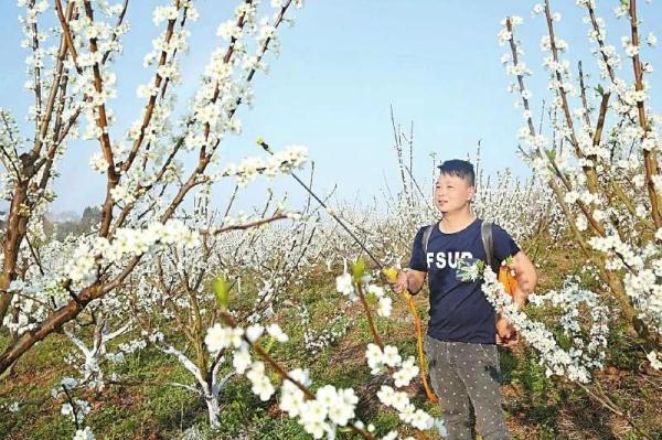 江安桐梓鎮(zhèn)最新規(guī)劃,江安桐梓鎮(zhèn)最新規(guī)劃圖，江安桐梓鎮(zhèn)最新規(guī)劃與規(guī)劃圖揭秘