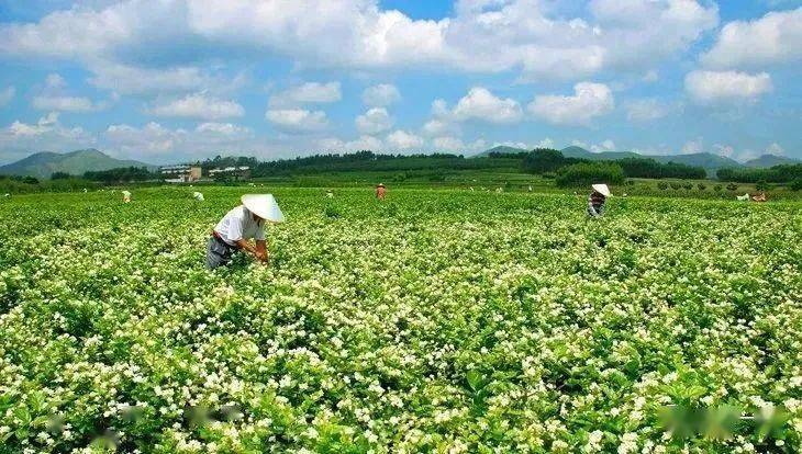 橫縣撤縣設(shè)市最新消息,橫縣撤縣設(shè)市最新消息新聞，橫縣撤縣設(shè)市動(dòng)態(tài)更新，最新消息與新聞匯總