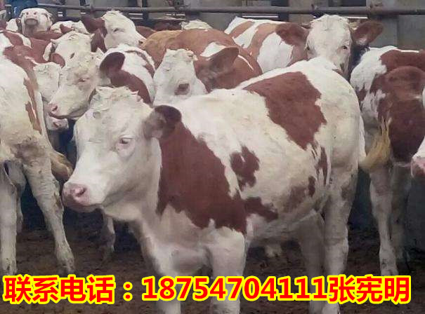 方城肉牛苗價(jià)格行情最新,方城肉牛苗價(jià)格行情最新消息，方城肉牛苗價(jià)格行情最新動(dòng)態(tài)更新，最新消息與價(jià)格走勢(shì)分析