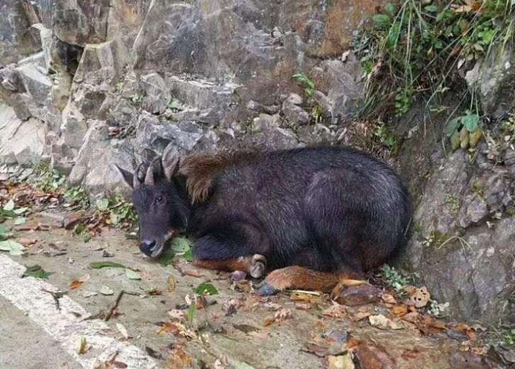 澳門碼正版四不像圖片，澳門碼正版四不像圖片背后的犯罪真相揭秘