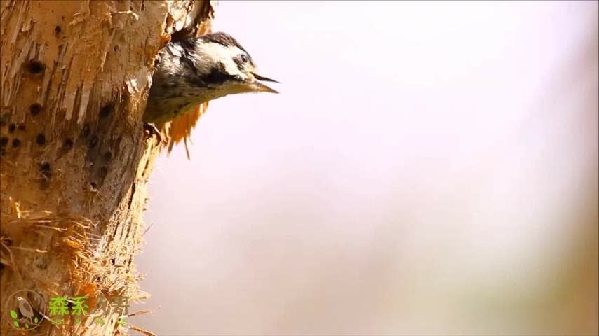 最新啄木鳥抓魚視頻播放,最新啄木鳥抓魚視頻播放下載，最新啄木鳥抓魚視頻播放及下載，精彩瞬間一網(wǎng)打盡