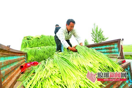 蒼山蒜苔最新價(jià)格，蒼山蒜苔行情最新價(jià)格更新