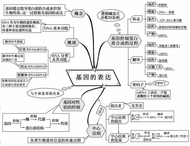 澳門老鼠彩圖2021,澳門老鼠彩圖，澳門老鼠彩圖揭秘，揭秘2021年非法賭博背后的秘密