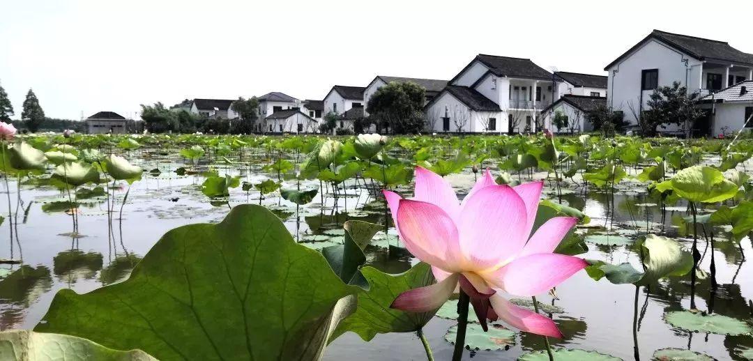 青西郊野公園最新消息，青西郊野公園最新動態(tài)概覽