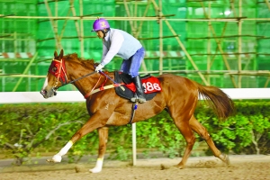 澳門(mén)今晚四不像資料,澳門(mén)今晚四不像資料跑馬圖，澳門(mén)四不像資料與跑馬圖的警示，警惕違法犯罪風(fēng)險(xiǎn)