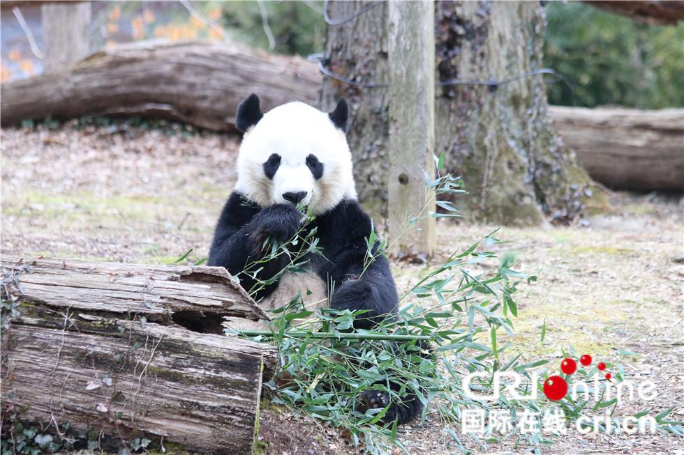 揭秘美香熊貓最新狀態(tài)圖片，萌態(tài)可掬，生活習(xí)性引關(guān)注，美香熊貓萌態(tài)寫真曝光，生活習(xí)性揭秘引網(wǎng)友熱議